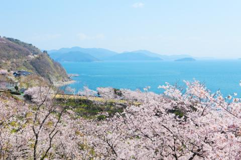 桜の写真