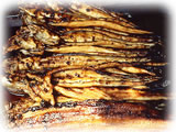 anago