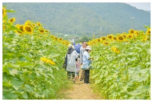 木津ひまわりまつりの写真